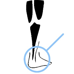 foot illustration round