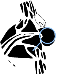 head circle illustration round