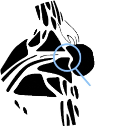 neck illustration round
