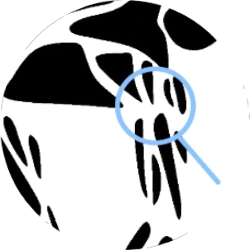 shoulder illustration round